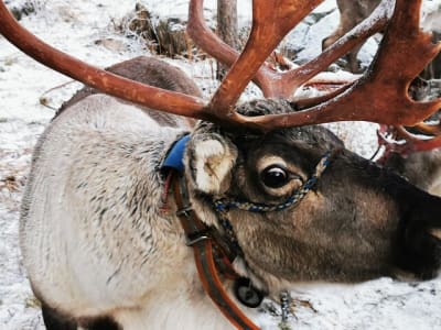 Arctic Animal Experience with Lunch from Rovaniemi