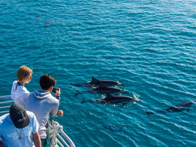 Dolphin watching and snorkelling boat tour, O'ahu