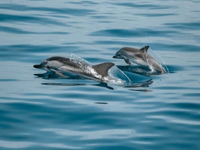 Observation des dauphins à Tarente depuis Marina di Ginosa, Pouilles