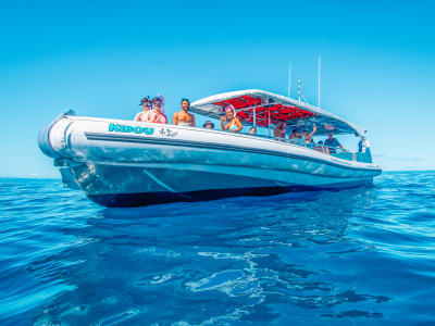 Crucero en barco para avistar delfines y practicar snorkel en Big Island, con salida de Kailua-Kona