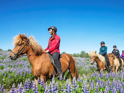 Excursión en barco con frailecillos y Paseo a caballo desde Reikiavik 