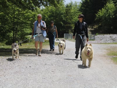 Visite d'un chenil et cani-randonnée à Oloron-Sainte-Marie, près de Pau