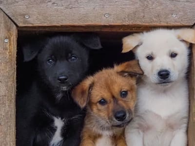 Husky Kennel Tour and 800m Dog Cart Ride from Rovaniemi