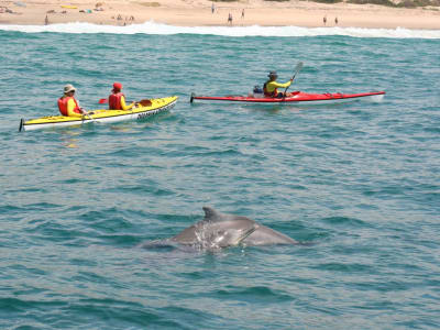 Excursión guiada en kayak de mar con delfines en Plettenberg Bay