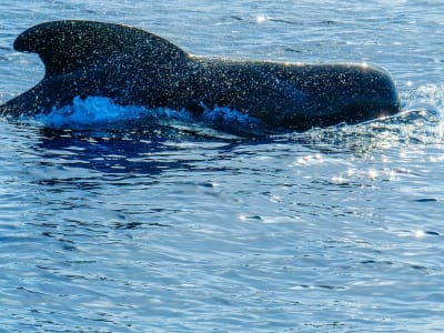 Excursion en catamaran pour observer les baleines et les dauphins depuis Costa Adeje, Tenerife