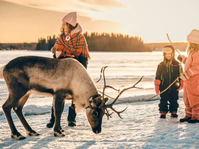 Reindeer Encounter Experience in Luleå