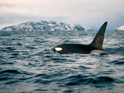 Observation des baleines dans les fjords depuis Alta 