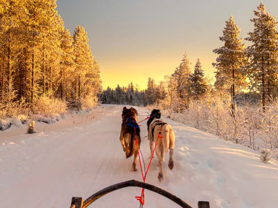 Excursion de 5 km en chiens de traîneau à Rovaniemi