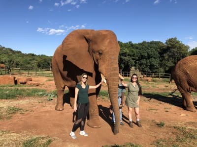 Elefanten- und Affenschutzgebietstour ab Johannesburg