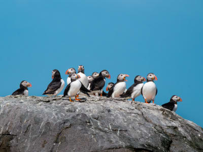 Safari en semi-rigide à la rencontre des phoques et des oiseaux, au départ de Nyksund (Vesterålen)