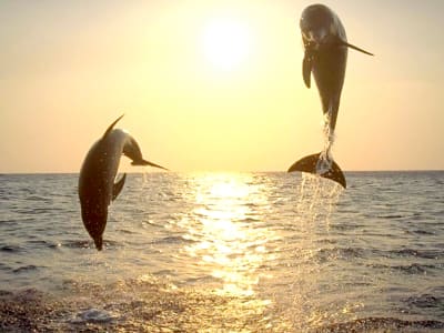 Sonnenuntergang und Delfin Bootsfahrt zum Porer Leuchtturm von Medulin