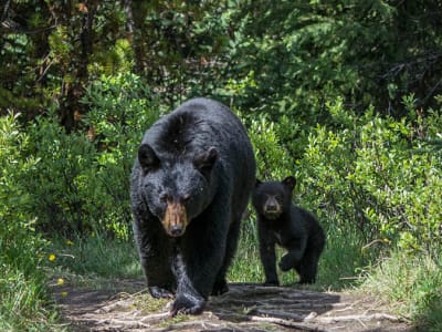 Wildlife spotting tour to meet the elk, deers, and bears of Jasper National Park