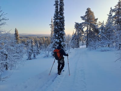 Backcountry Skiing Excursion in Pallas-Yllästunturi National Park from Äkäslompolo