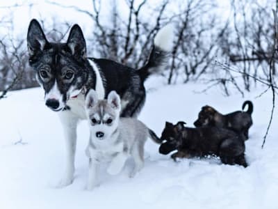 Northern Lights Husky Hike around Abisko Valley