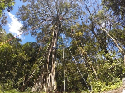 Giant Ficus Tree Climbing in Monteverde, Costa Rica