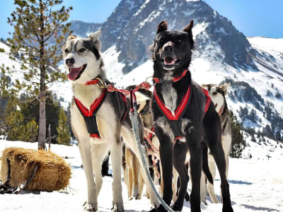 Dog Sledding Tour from Port d'Envalira in Grandvalira, Andorra