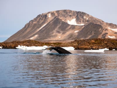 Iceberg and Whale Watching Boat Tour from Kulusuk 