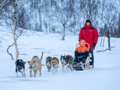 Excursion intermédiaire en chiens de traîneau à partir de Tromsø