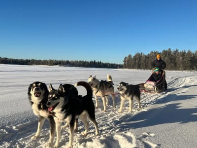 Excursiones en Trineo de perros en coche por Kittilä, cerca de Levi