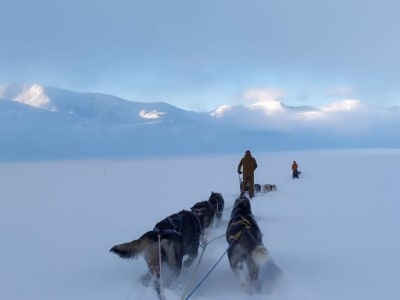 Evening Self-drive Dog Sledding from Randsverk near Jotunheimen National Park 
