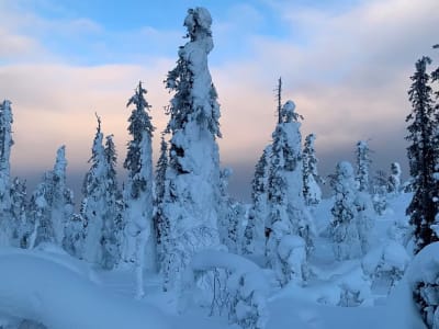 Excursión con renos y huskies desde Levi