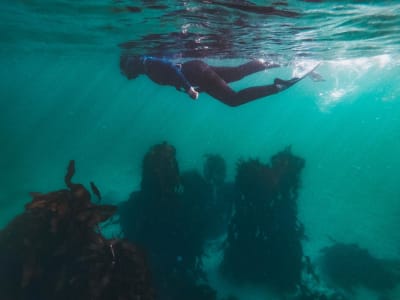 Excursión guiada de snorkel por False Bay con biólogos marinos de Simon's Town