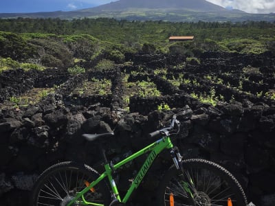 Half-Day Biking Tour of the Vineyards in Ilha do Pico, Azores 
