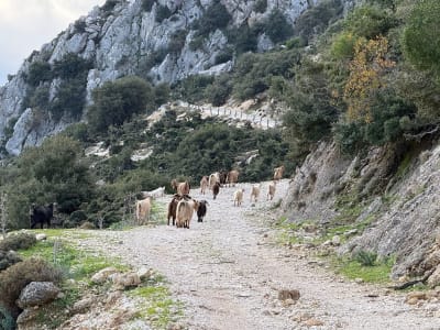 Premium Guided Excursion by Van in Mount Ainos National Park, Kefalonia