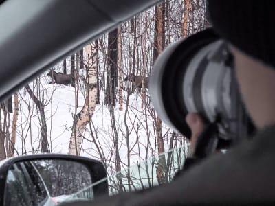 Excursión en busca de alces en el valle de Målselv desde Tromsø 