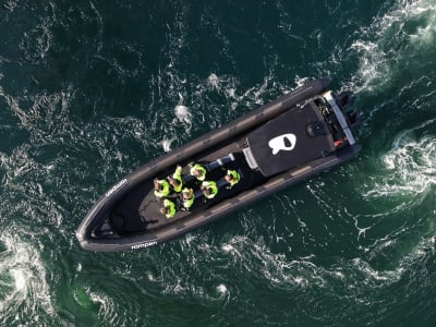 Sea Eagle Safari to Saltstraumen by RIB from Bodø