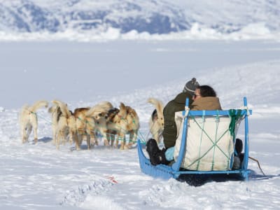 Guided Dog Sledding Ride in Ilulissat