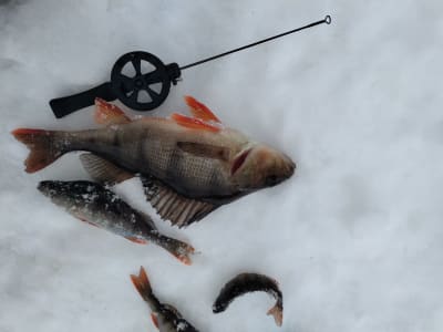 Ice Fishing Excursion from Rovaniemi