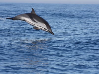 Dolphin Watching in the Professor Luiz Saldanha Marine Park from Sesimbra