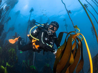  Plongée côtière dans la forêt de kelp au Cap