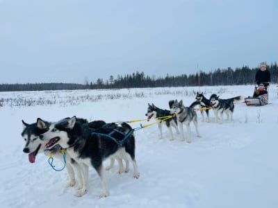 Trineo de perros familiar en Kittilä, cerca de Levi