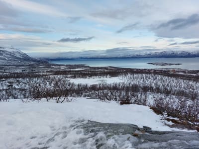 Wildlife Snowshoe Hike from Abisko