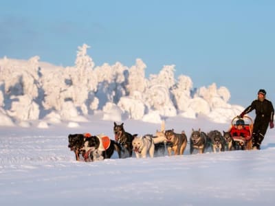 Excursion en chiens de traîneau à Ansättenfjäll depuis Bakvattnet