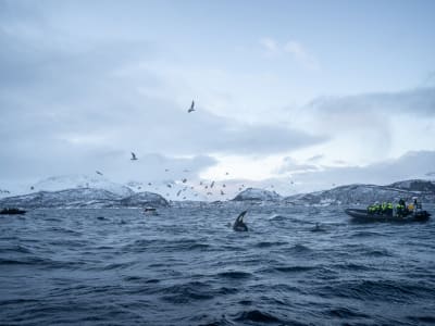 Observation des baleines à Skjervøy depuis Tromsø