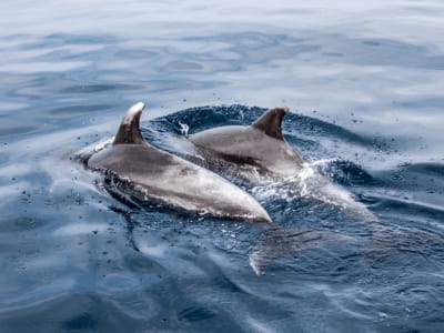 Excursión en barco para avistar delfines desde Benalmádena, Málaga