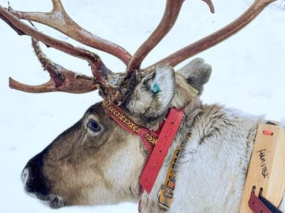Northern Lights Reindeer Sledding Ride in Rovaniemi