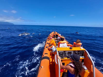 Half day Whale & Dolphin Watching by zodiac in São Miguel, Azores