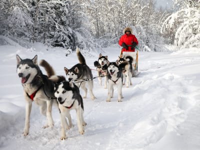 Dog Sledding from Otter Lake near Ottawa