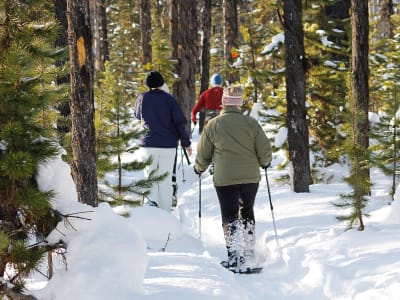 Excursion guidée en raquettes près de Whitehorse, Yukon