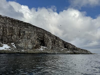 Whales & Seabirds Pelagic Boat Trip to Hornøya from Vardø