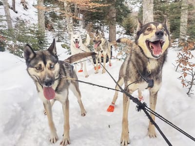Paseo en trineo tirado por perros en Val d'Azun, Cauterets