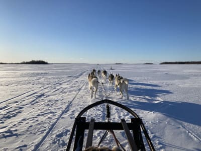Guided Dog Sledding Excursion in Leipijärvi from Haparanda