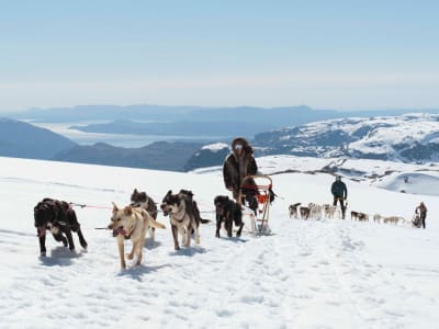 Viaje en trineo tirado por perros y acampada en el glaciar Folgefonna en Jondal