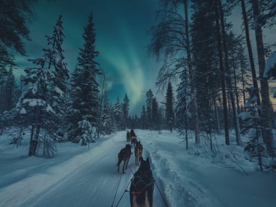 Excursion aux aurores boréales en traîneau à chiens à Alta