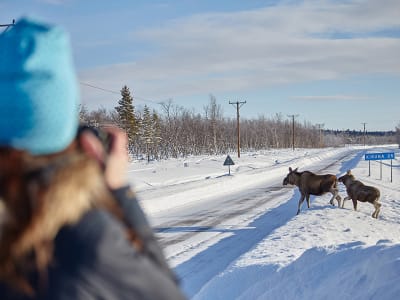 Excursión fotográfica para observar la fauna en Kiruna con un guía sami, Laponia sueca