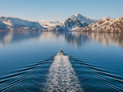 Whale Watching by boat from Alta in Finnmark